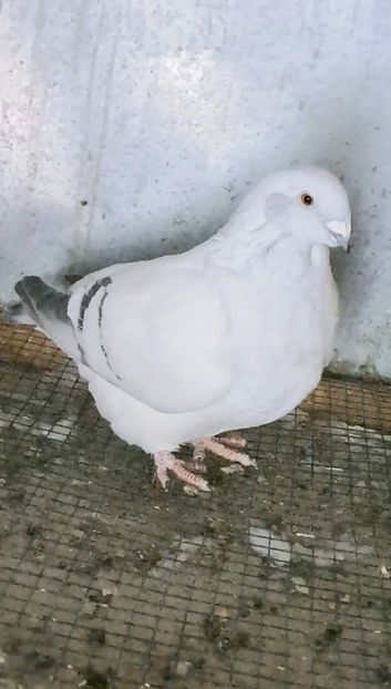 Screenshot_20250205_204529_Gallery - VOIAJOR ROMANESC DE FRUMUSETE FEMELE