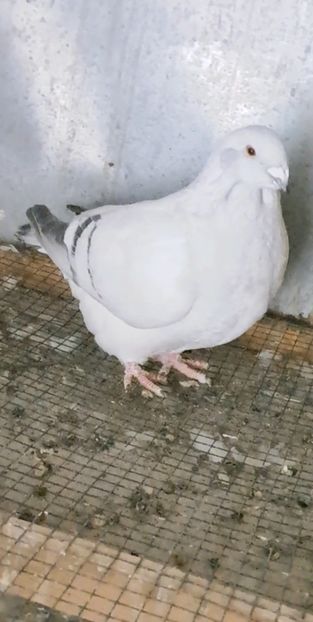 Screenshot_20250205_204451_Gallery - VOIAJOR ROMANESC DE FRUMUSETE FEMELE