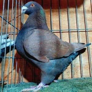 M2022 - Masculi mataca 2025