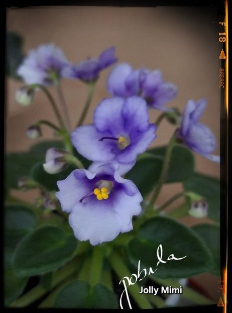 Jolly Mimi ( mini ) - AA violete africane de colectie