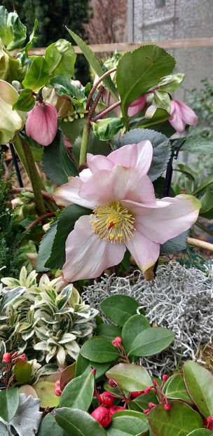  - Helleborus - Spanz