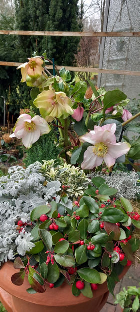  - Helleborus - Spanz