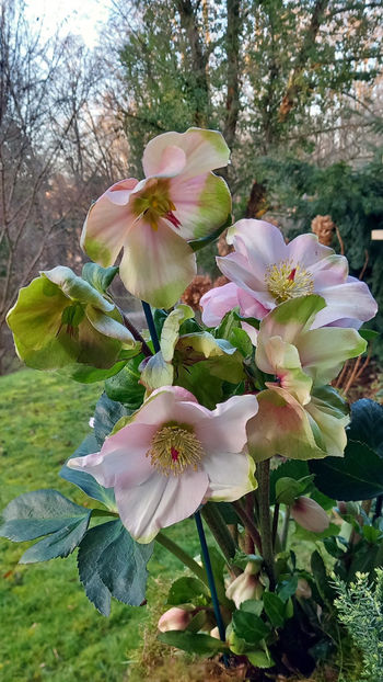  - Helleborus - Spanz