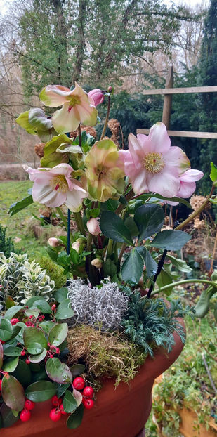  - Helleborus - Spanz