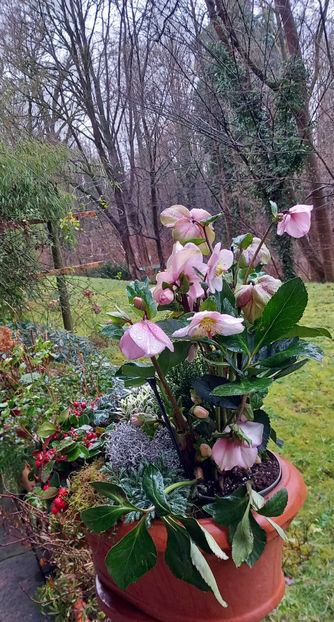  - Helleborus - Spanz