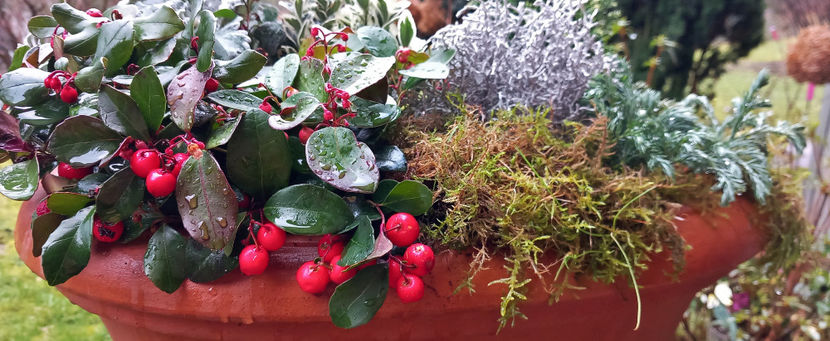  - 2024 - 04 - 2025 - 00 - Iarna