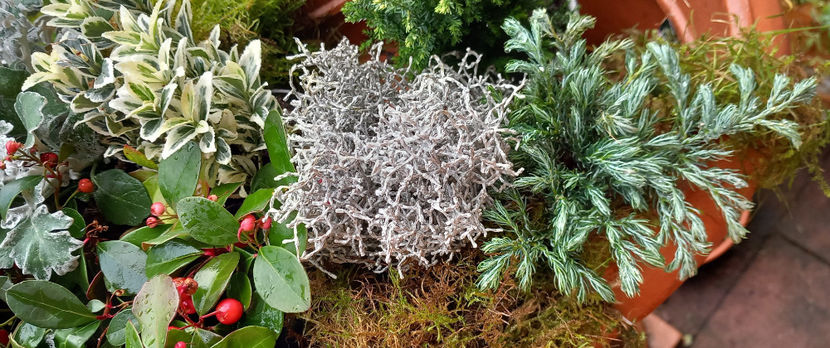  - 2024 - 04 - 2025 - 00 - Iarna