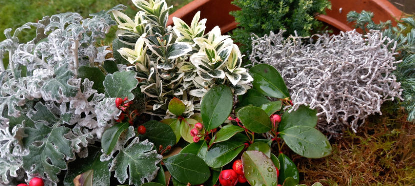  - 2024 - 04 - 2025 - 00 - Iarna