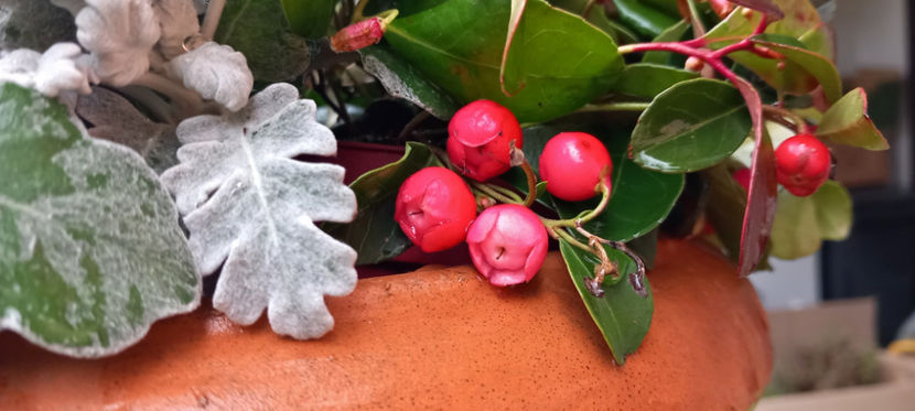  - 2024 - 04 - 2025 - 00 - Iarna