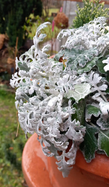  - 2024 - 04 - 2025 - 00 - Iarna