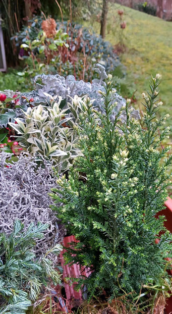  - 2024 - 04 - 2025 - 00 - Iarna