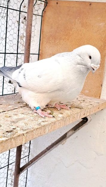 Screenshot_20250206_145119_Gallery - VOIAJOR ROMANESC DE FRUMUSETE MASCULI