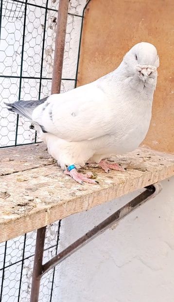 Screenshot_20250206_145200_Gallery - VOIAJOR ROMANESC DE FRUMUSETE MASCULI