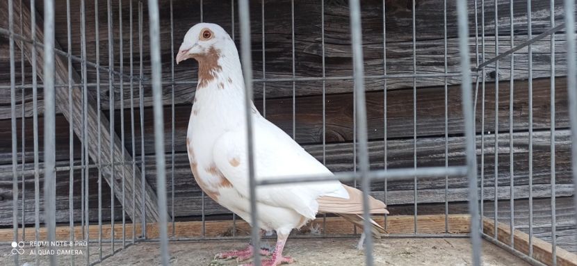 M - Meulemans