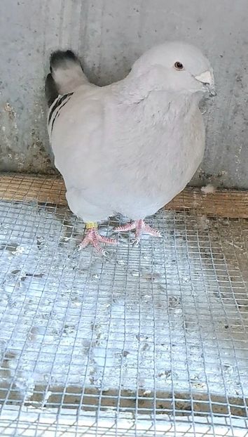 Screenshot_20250207_133713_Gallery - VOIAJOR ROMANESC DE FRUMUSETE MASCULI