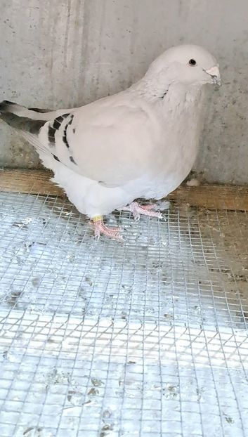 Screenshot_20250207_134030_Gallery - VOIAJOR ROMANESC DE FRUMUSETE MASCULI