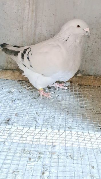 Screenshot_20250207_133547_Gallery - VOIAJOR ROMANESC DE FRUMUSETE MASCULI