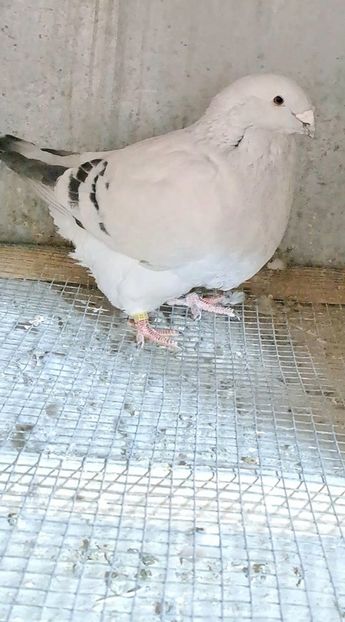 Screenshot_20250207_133535_Gallery - VOIAJOR ROMANESC DE FRUMUSETE MASCULI