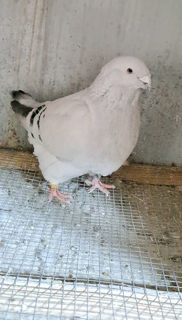 Screenshot_20250207_133634_Gallery - VOIAJOR ROMANESC DE FRUMUSETE MASCULI