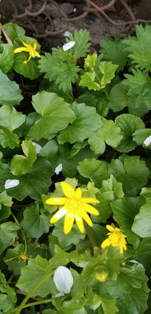  - -GRAUSOR - UNTISOR - FICARIA VERNA