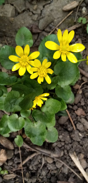  - -GRAUSOR - UNTISOR - FICARIA VERNA