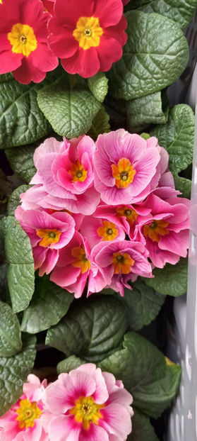  - 2024 - 04 - 2025 - 00 - Iarna