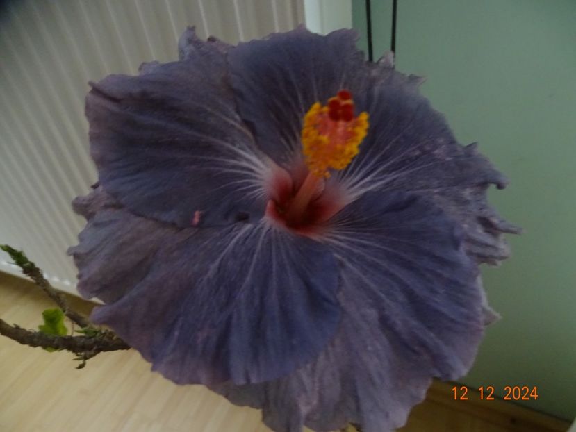  - Hibiscusi