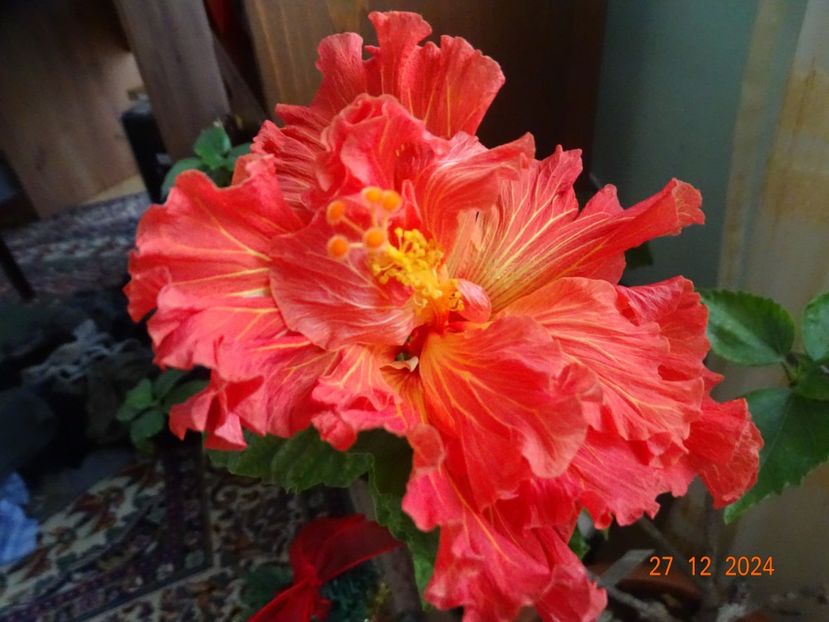  - Hibiscusi