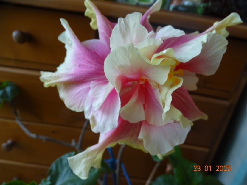  - Hibiscusi