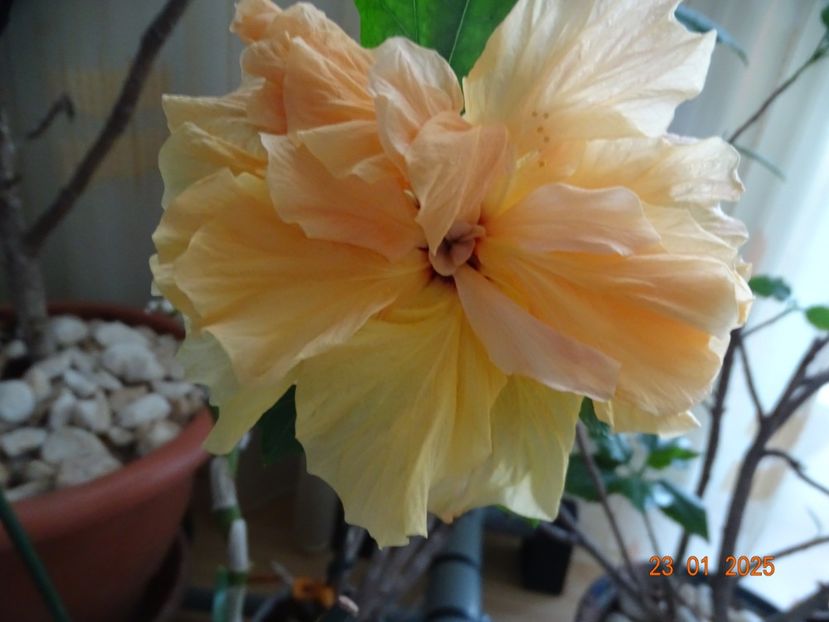  - Hibiscusi
