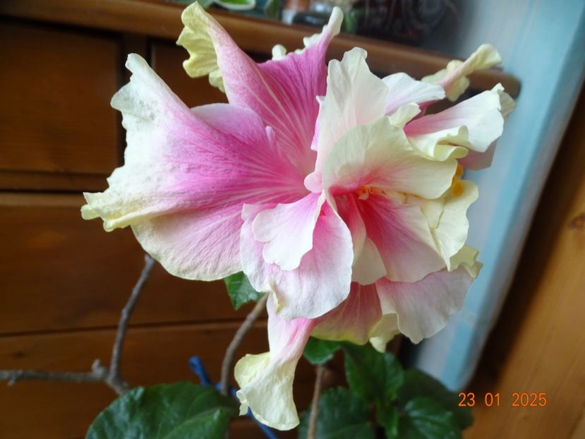  - Hibiscusi