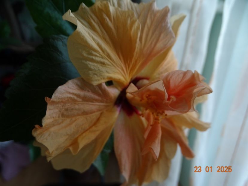  - Hibiscusi
