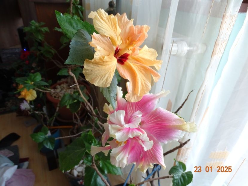  - Hibiscusi