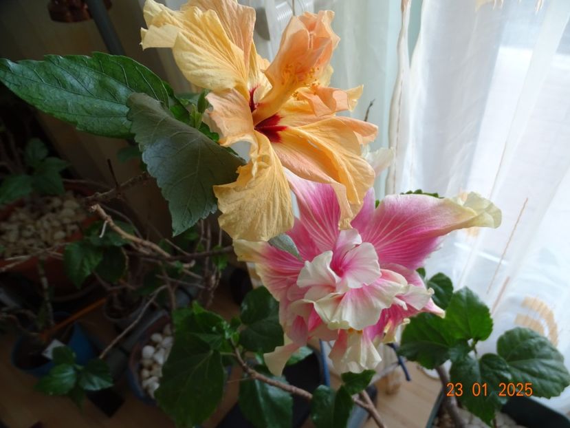  - Hibiscusi
