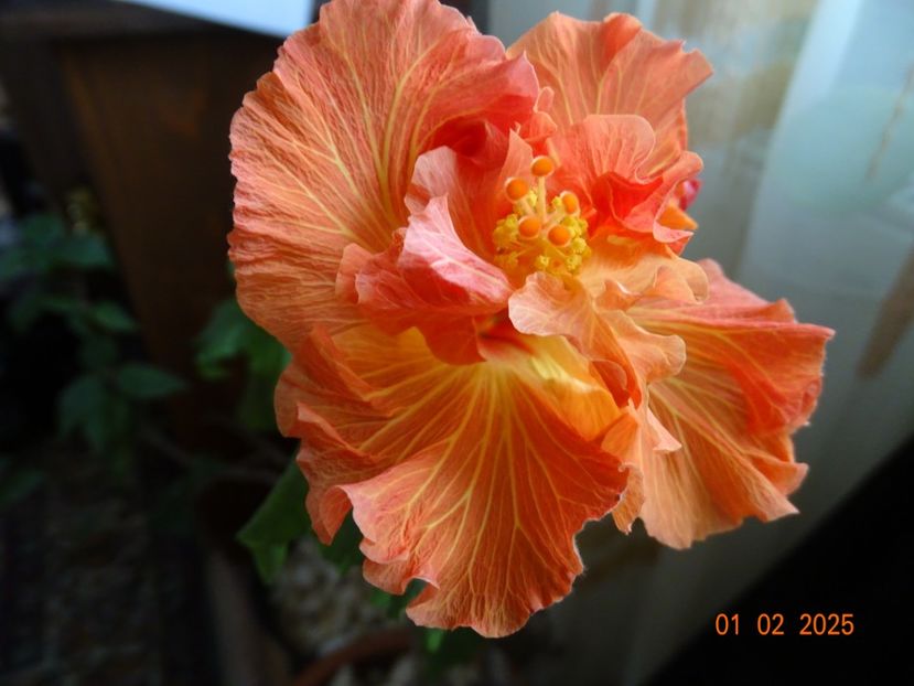  - Hibiscusi