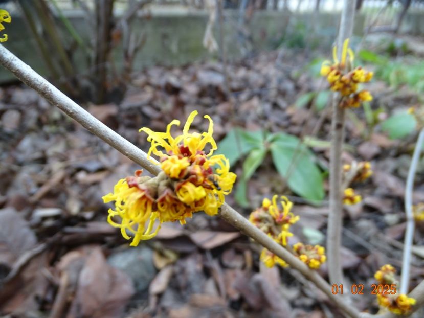 hamamelis Orange Beauty - Copacei si arbusti 2025