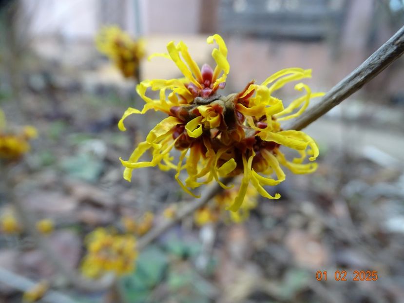 hamamelis Orange Beauty - Copacei si arbusti 2025