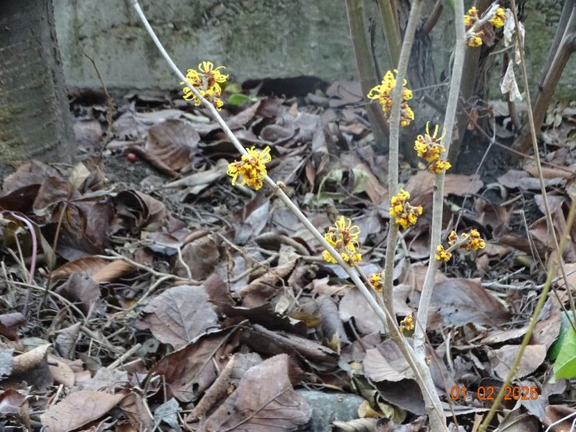 hamamelis Orange Beauty - Copacei si arbusti 2025