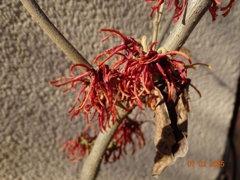 hamamelis Rubin - Copacei si arbusti 2025