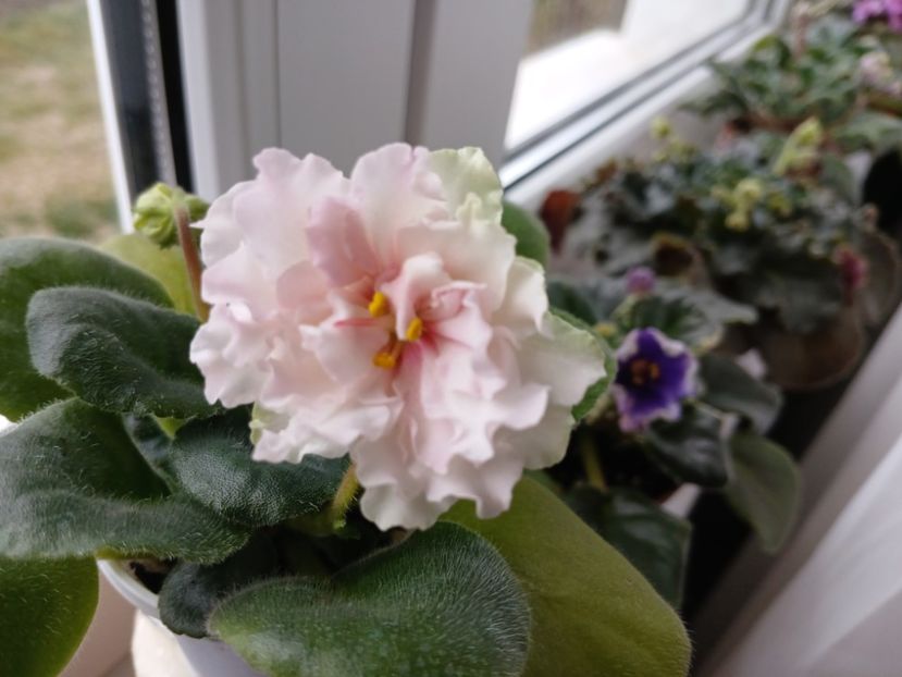  - LF Kremovyy Desert