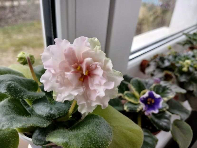  - LF Kremovyy Desert