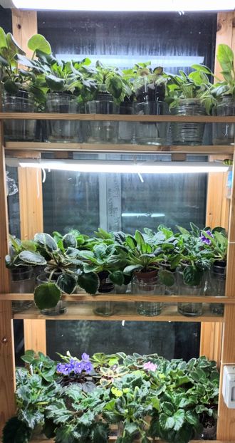  - 1 1 Violete Africane de Colecție