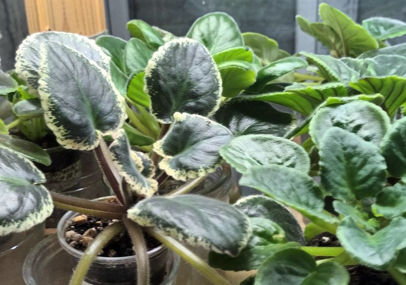  - 1 1 Violete Africane de Colecție