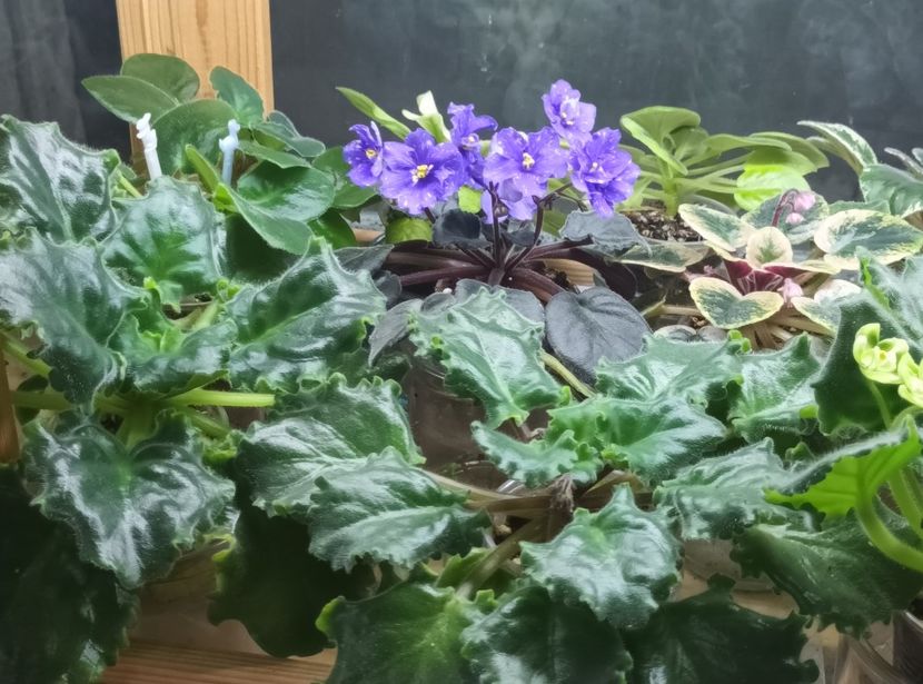  - 1 1 Violete Africane de Colecție