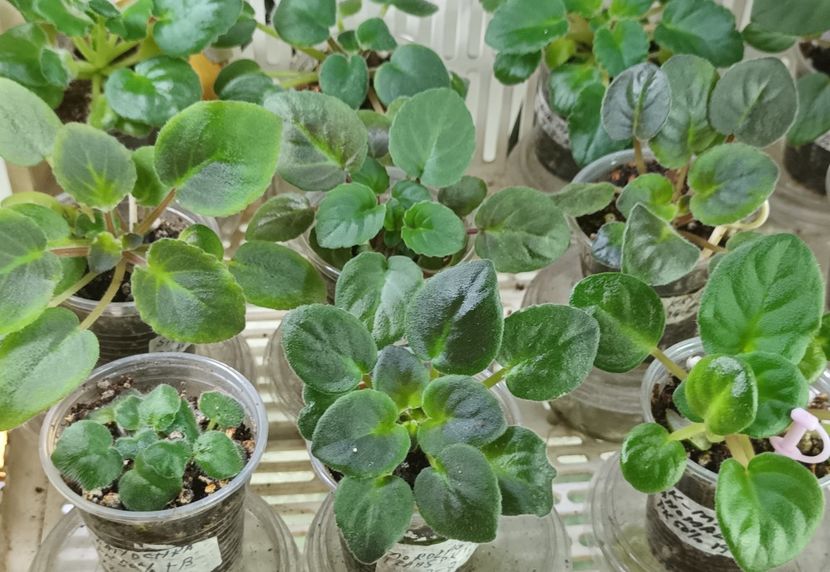  - 1 1 Violete Africane de Colecție