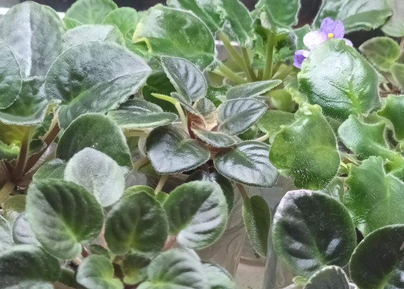  - 1 1 Violete Africane de Colecție