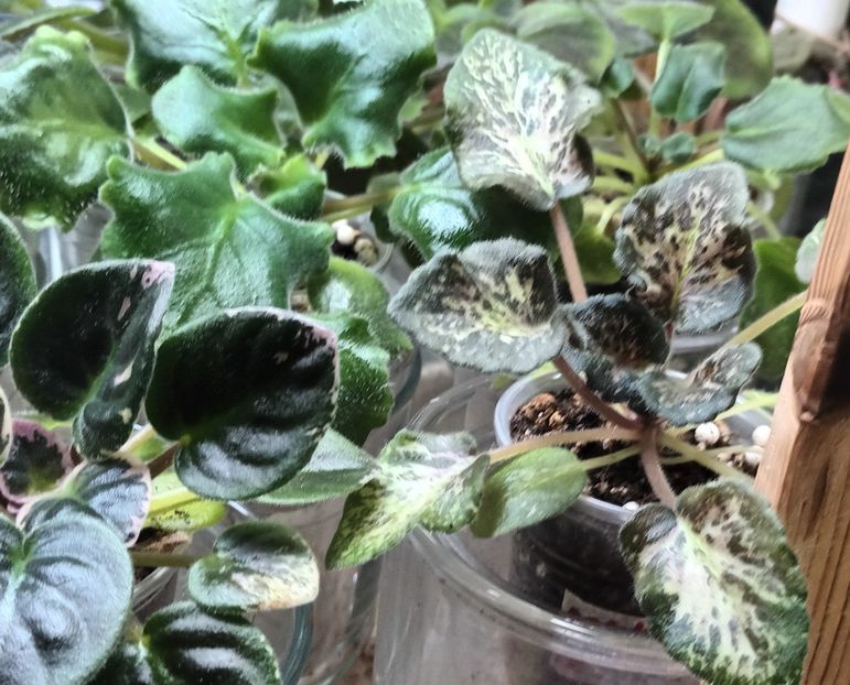  - 1 1 Violete Africane de Colecție