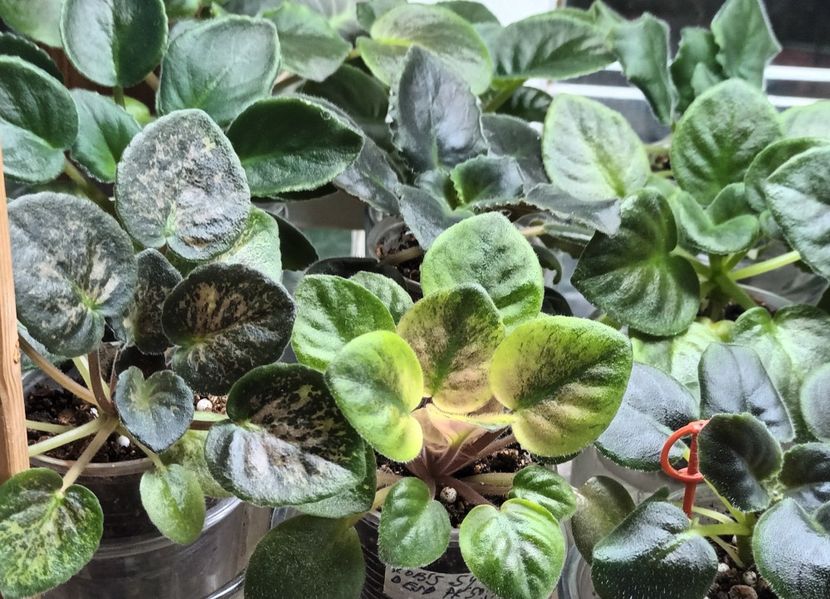  - 1 1 Violete Africane de Colecție