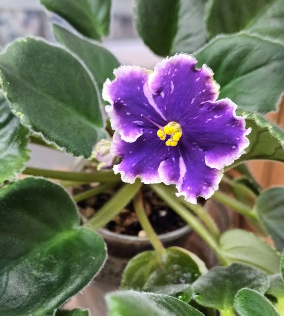  - 1 1 Violete Africane de Colecție