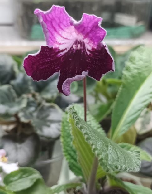  - 1 1 Violete Africane de Colecție